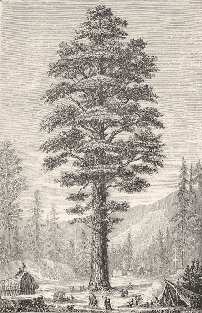 TREES. Wellingtonia 1880 old antique vintage print picture